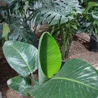 گلخانه بهمنی گل وگیاه گلهای آپارتمانی