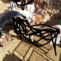 سلام بوز پاکستانی فروشی