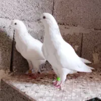 جوجه فیلی دیمدیح اوچوب اوینویان