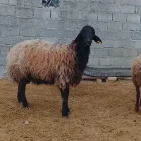 قوچ هترو زاگ