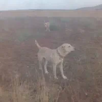ماده افغان
