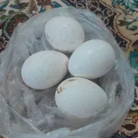 تخم بلغمون انگلیسی