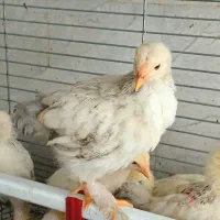 مرغ برهما نیمچه دوماهه