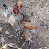 مرغ و خروس تعداد ۵۰ عدد مرغ و خروس تخم گذار