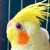 عروس هلندی وطوطی نر سونم