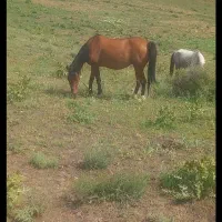 اسب مادیان