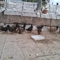۱۲ عدد مرغ ۳عدد خروس