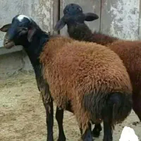 دام بره به شرط با کد دامپزشکی