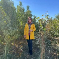 فروش نهال صنوبر با تخفیف ویژه ارسال فوری