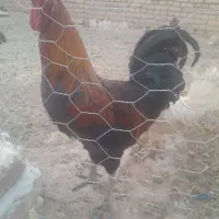 مرغ وخروس