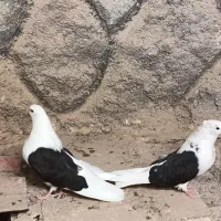 دو عدد کفتر ماده دوکت سیاه تهرانی