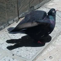 پرنده|پرنده|بروجرد, |دیوار