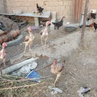 مرغ لاری