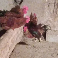 خروس محلی