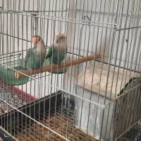 دو عدد طوطی کوتوله نر و ماده