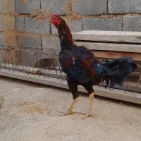 مرغ و خروس لاری