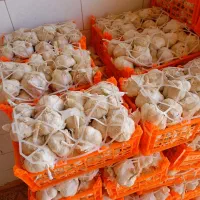 سیر|عمده‌فروشی|همدان, |دیوار