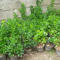شمشاد|خدمات باغبانی و درختکاری|کلاچای, |دیوار