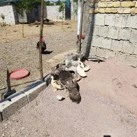 جوجه بوقلمون.اردک محلی.جوجه مرغ