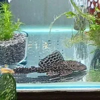ماهی جلبک خوار