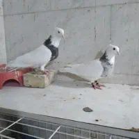 جفت هفت رنگ