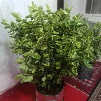 گل زیبا|گل و گیاه طبیعی|سنندج, |دیوار