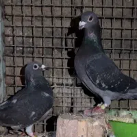 سبز آلمان چاپی