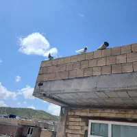 کبوتر|پرنده|بانه, |دیوار