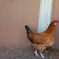 مرغ گلین پنگوئنی ودوتافریح سالم