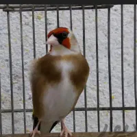 سهره دهندار