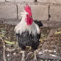 خروس جوان وسالم