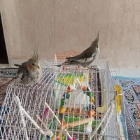 یک جفت عروس هلندی