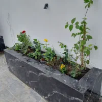 گل ودرخت|گل و گیاه طبیعی|قم, شهرک فاطمیه|دیوار