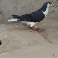 کفتر یا کبوتر ساده نر
