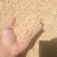 گندم