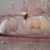 دو بره نر ۶۰ کیلو وزن کیلوی ۶۳۰ ۷ بز چاق