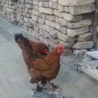مرغ تخمی