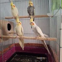 عروس هلندی