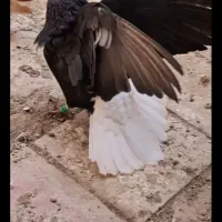 مسیرشمالی