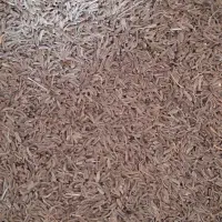 زیره پاک شده امسالی و شیره توت