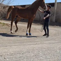 اسب سواری دار