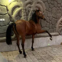 مادیان سه ساله کره پیمان مهری نوه کامران قدیری