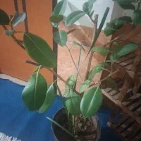 گلهای طبیعی باقیمت مناسب