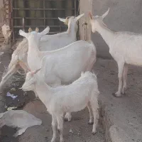 بز سانن .بزغاله سانن .میش  .بره