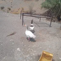 خورس چابهاری غاز بلدرچین جوجه محلی