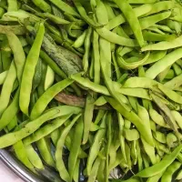 لوبیا سس پیله