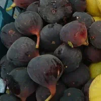 انجیر سیاه شیرین درجه یک