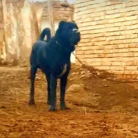 توله های سرابی خالص