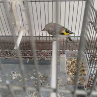 جوجه سهره نر کال کال