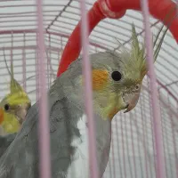 عروس هلندی نر